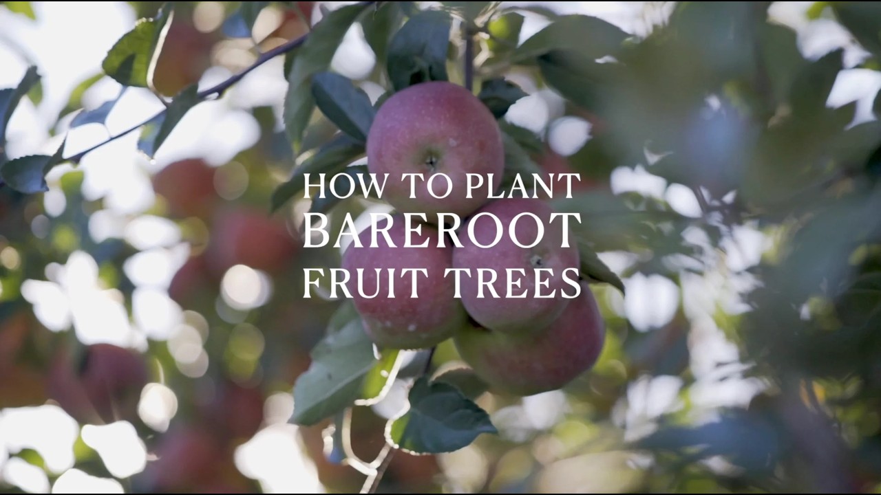 Planting Bareroot Fruit Trees - Future Forests Tutorial