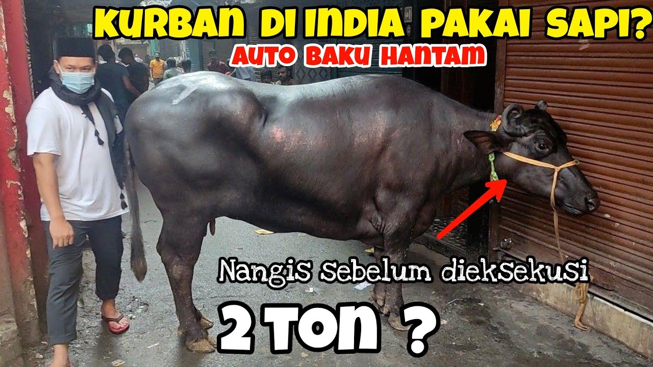 JANGAN COBA2 KURBAN SAPI DI INDIA, AUTO BAKU HANTAM! KURBAN INI NANGIS SEBELUM DIEKSEKUSI!
