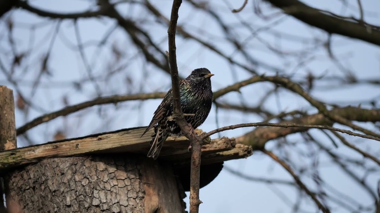 Common starling