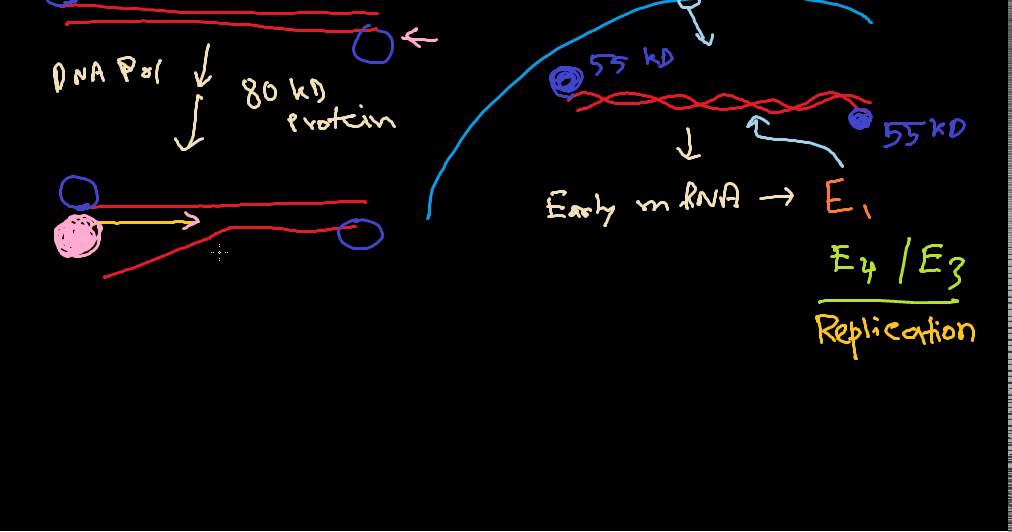Adenovirus life cycle