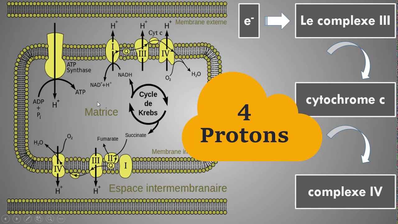 La Chaîne Respiratoire et La Phosphorylation Oxydative