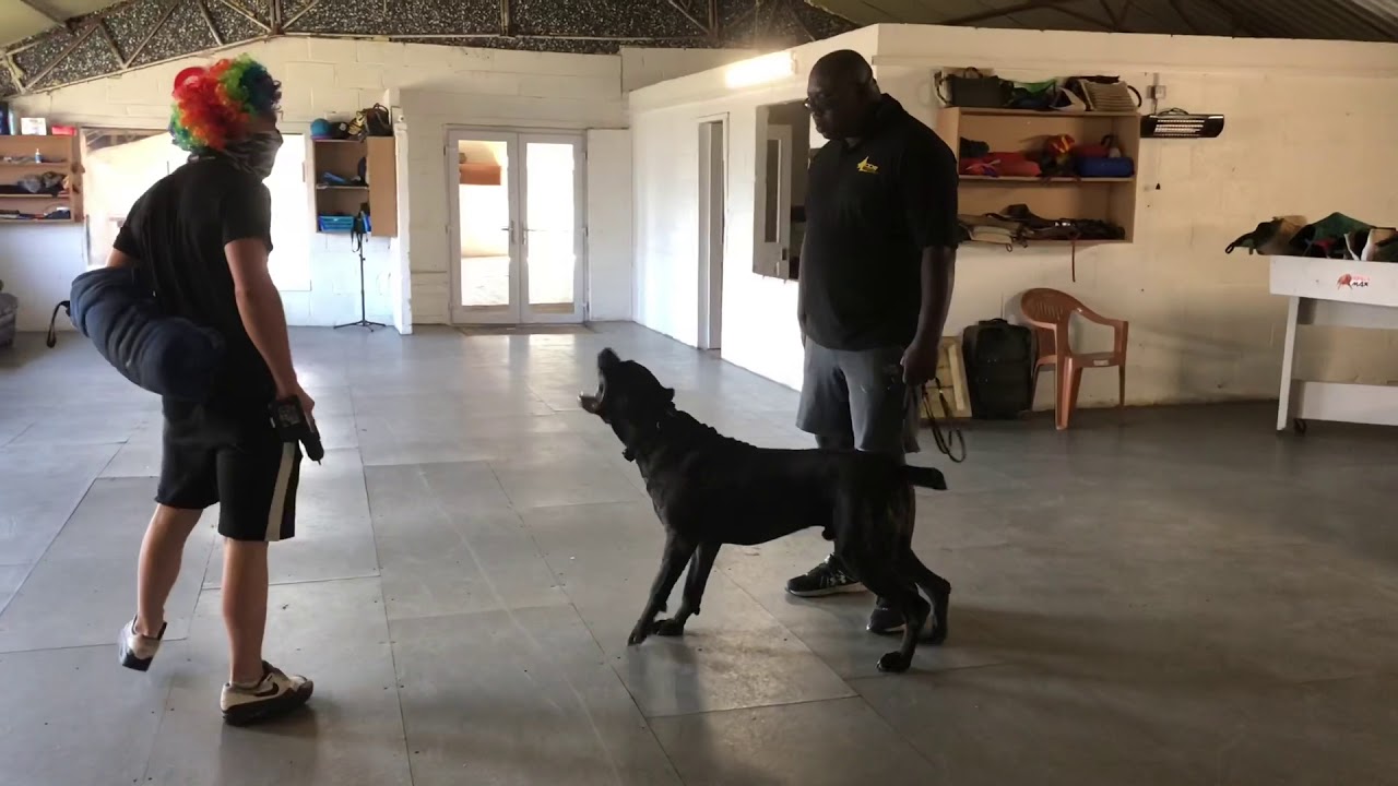 Cane Corso &ldquo;Close Protection&rdquo; Elite range of personalised k9 body guards www.ddrguarddogs.com