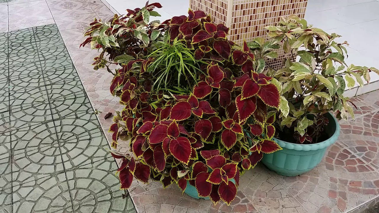 Colorful Coleus(Mayana)Collection  Gardening Hobby