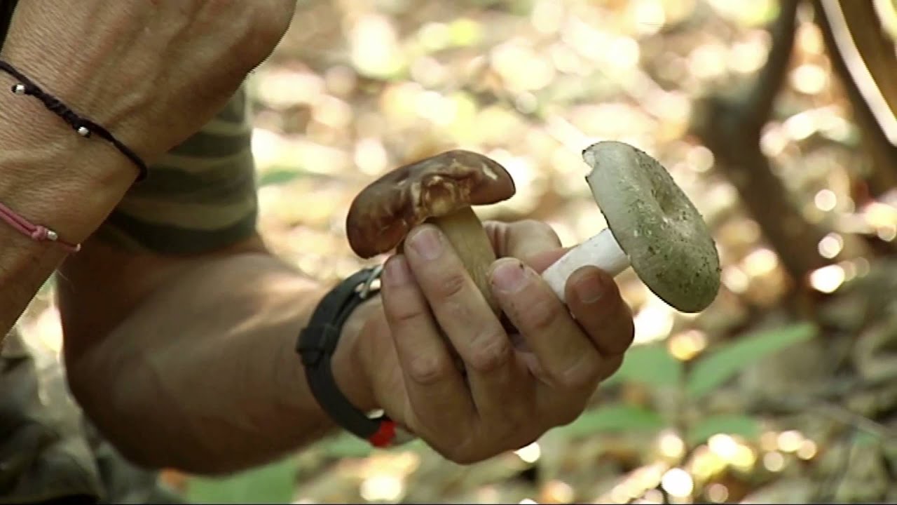 i porcini dell'appennino reggiano