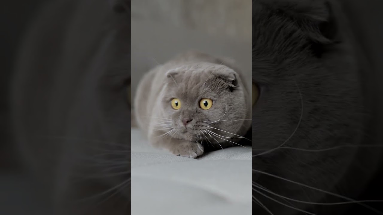 cat finding something #petshorts #shorts #pets #cat