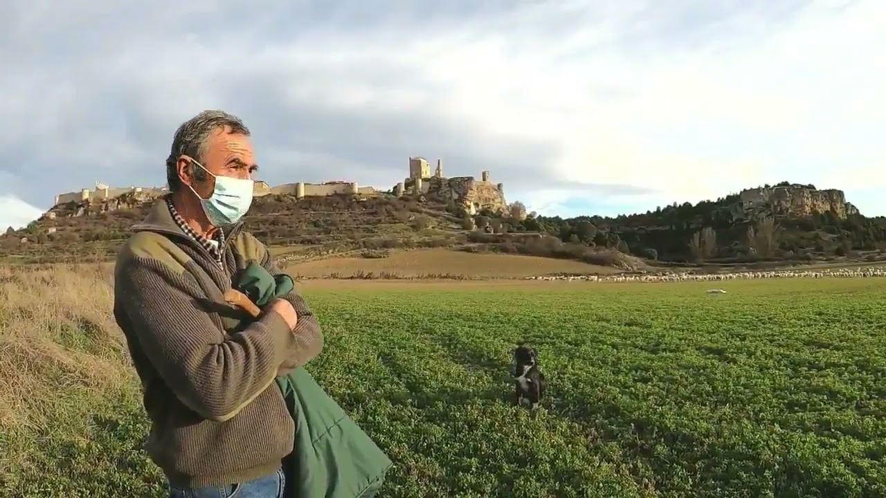 Perros Pastores Que Cuidan De Las Ovejas.