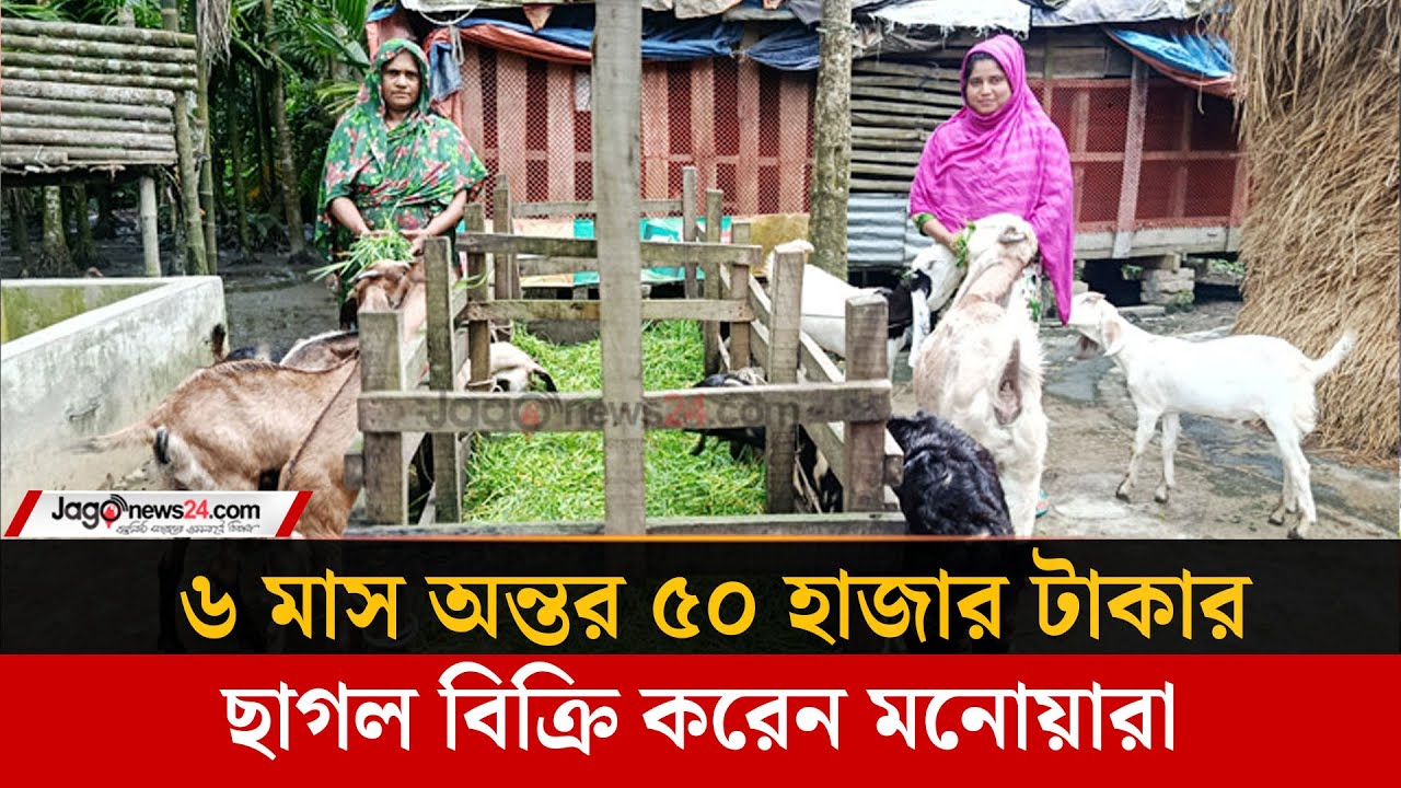 ভোলায় ছাগলের খামারে মনোয়ারার চমক | Bhola | Goat farm | Jago News