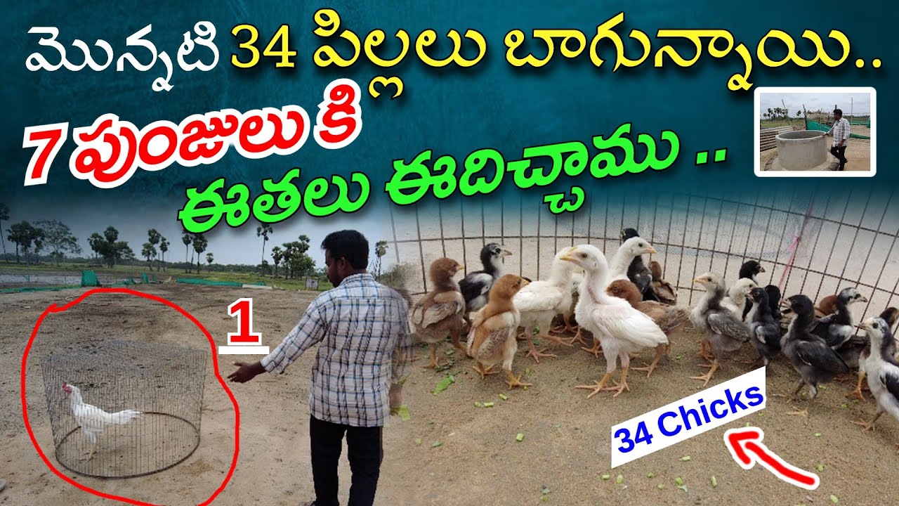 మొన్నటి 34 పిల్లలు బాగున్నాయి..7 పుంజులు కి ఈతలు ఈదిచ్చాము..Andhra Farms