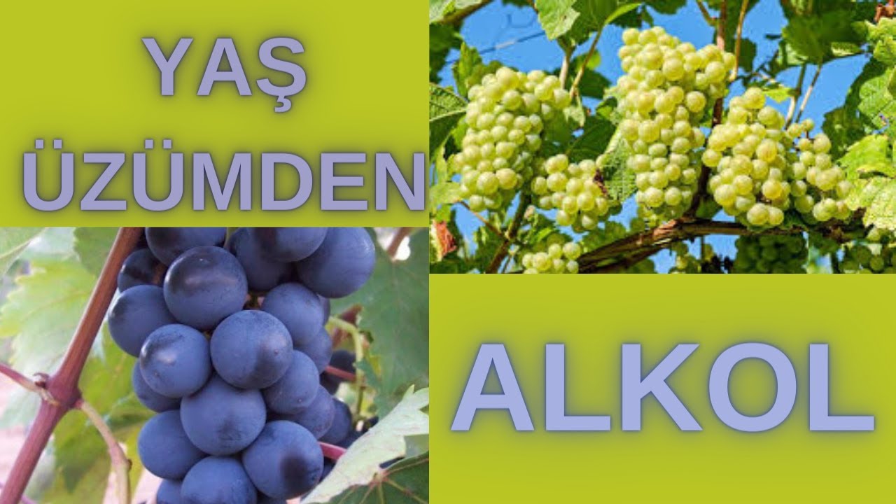 YAŞ ÜZÜMDEN ETİL ALKOL ÜRETİMİ. Blender kullanarak ve Şeker Takviyesi. Bölüm 1.