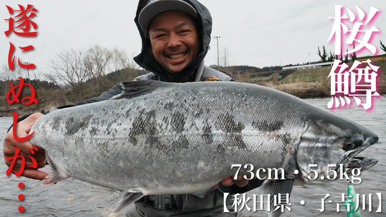 2024/04【桜鱒・サクラマス】【73cm・5.5kg】子吉川サクラマス釣行 H.F.C 三浦 丞司