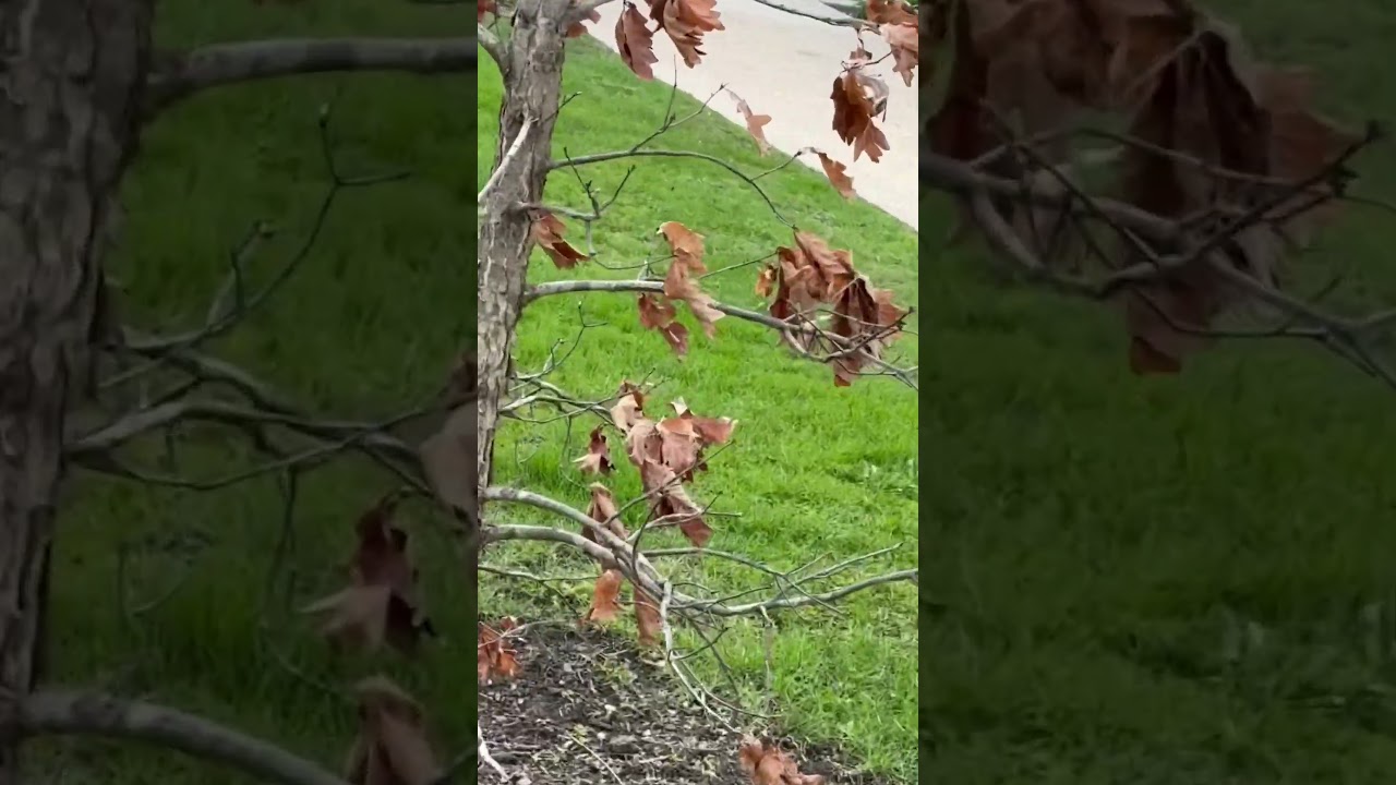Look at the leaves! #dumbvideos #funny