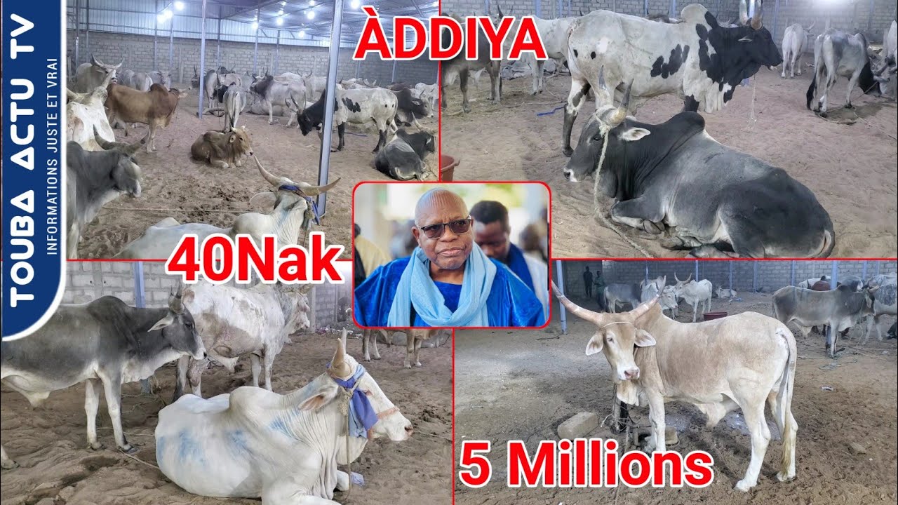 Diebale Adiya Wa keur Serigne Modou Aminata Fall 40 nak - 5 Millions Chez Le Khalif General Des B...