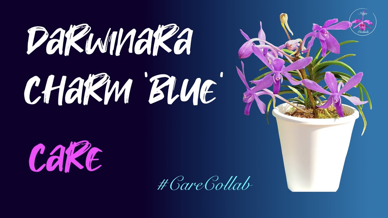Darwinara Charm 'Blue' CARE | Mediterranean Climate | Leca & Self-Watering #CareCollab #ninjaorchids