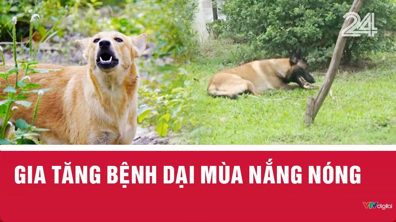Gia tăng bệnh dại mùa nắng nóng | VTV24