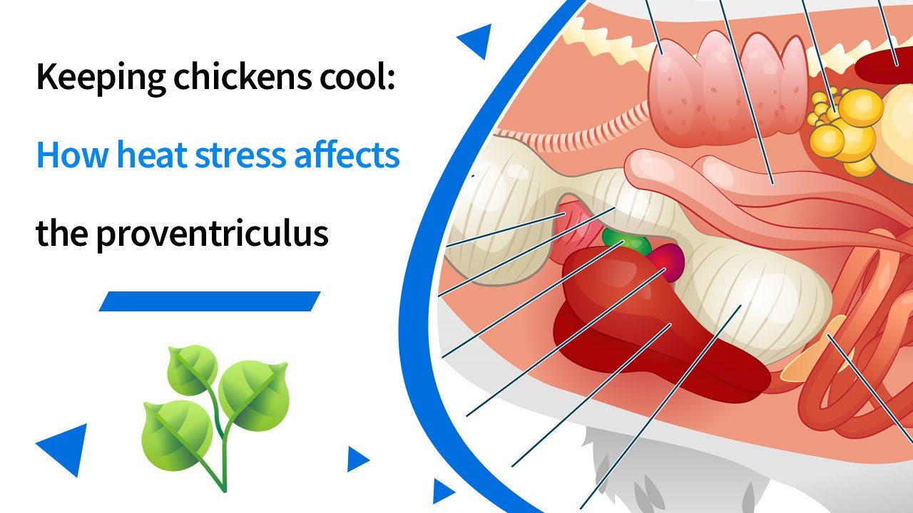 Keeping chickens cool: How heat stress affects the proventriculus