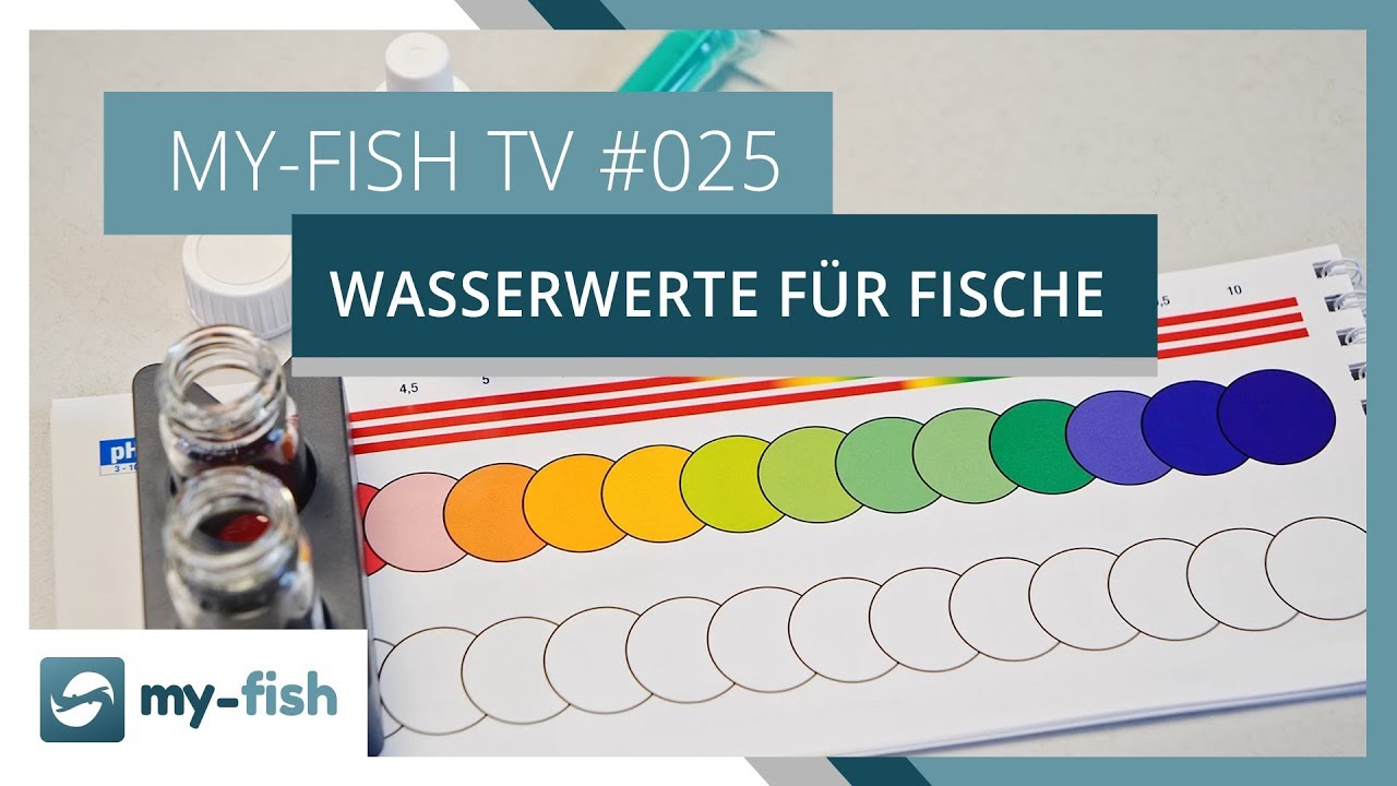 Die wichtigsten Wasserwerte f&uuml;r Fische | my-fish TV