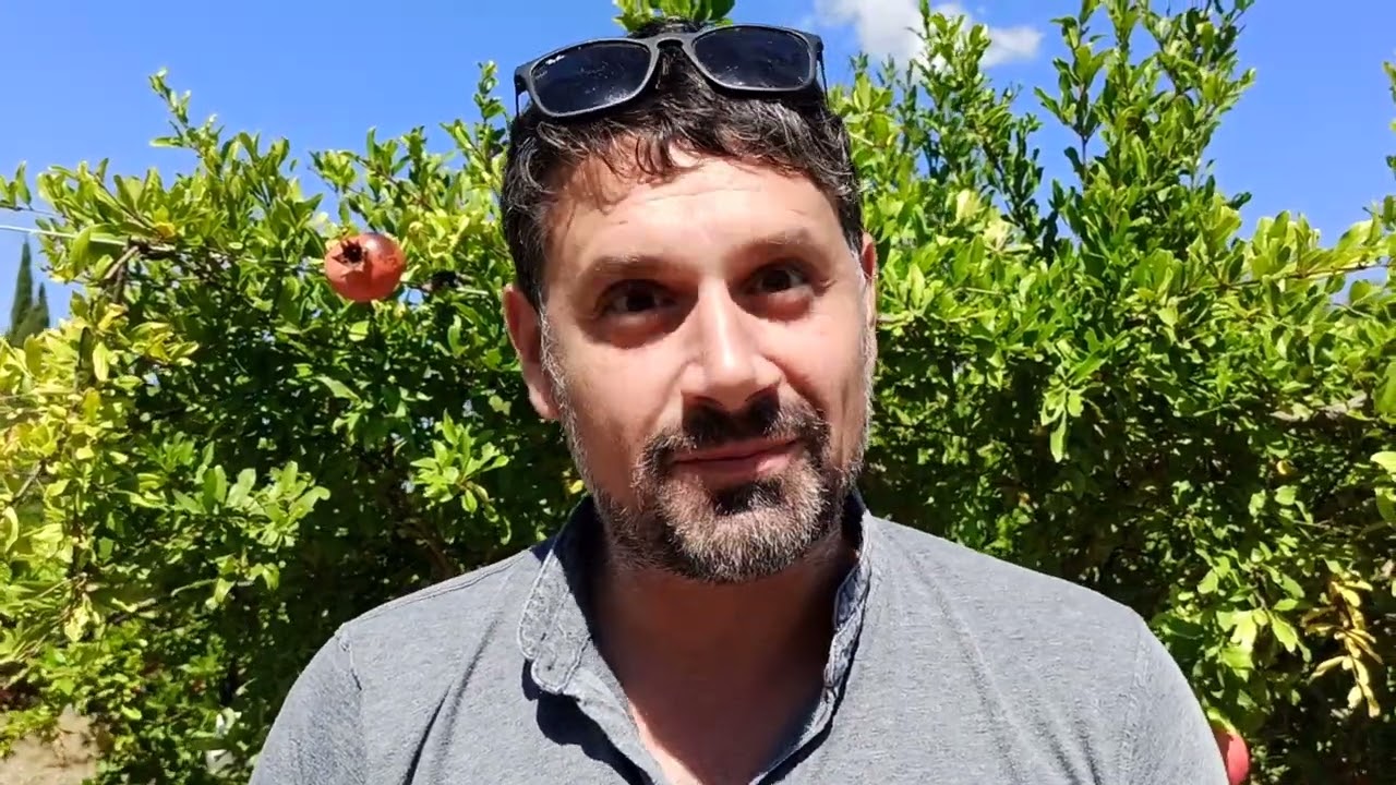 Nel Salento inizia la raccolta delle melagrane. Ora da Melograni Martino