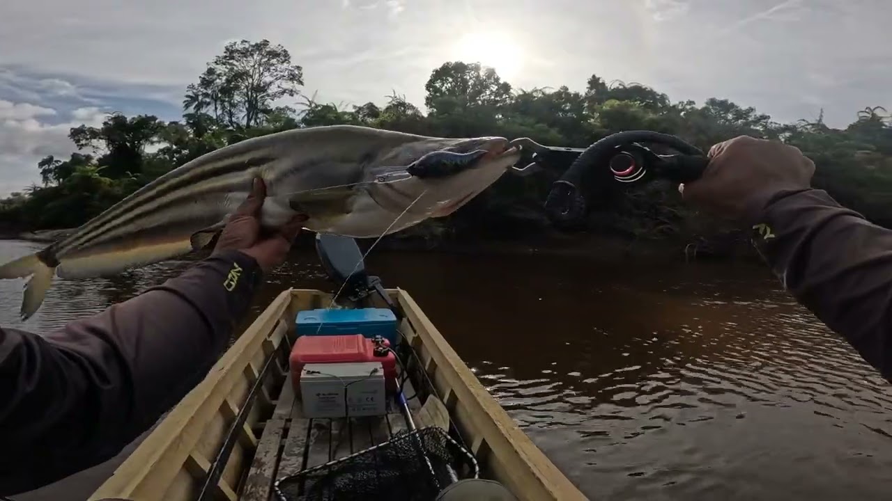 Casting ikan tapah Musim surut 80cm tapah & belida
