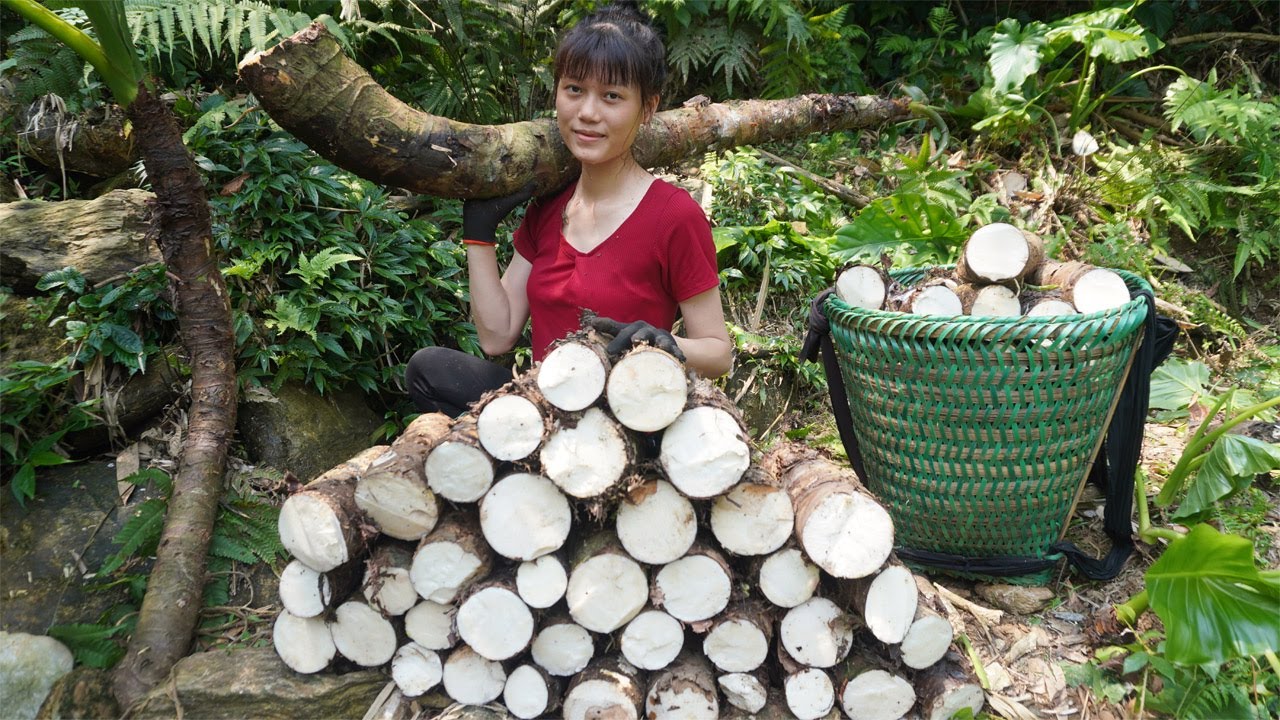 Harvesting forest fruits and forest tubers, dragon fruit goes to the market to sell - Green farm