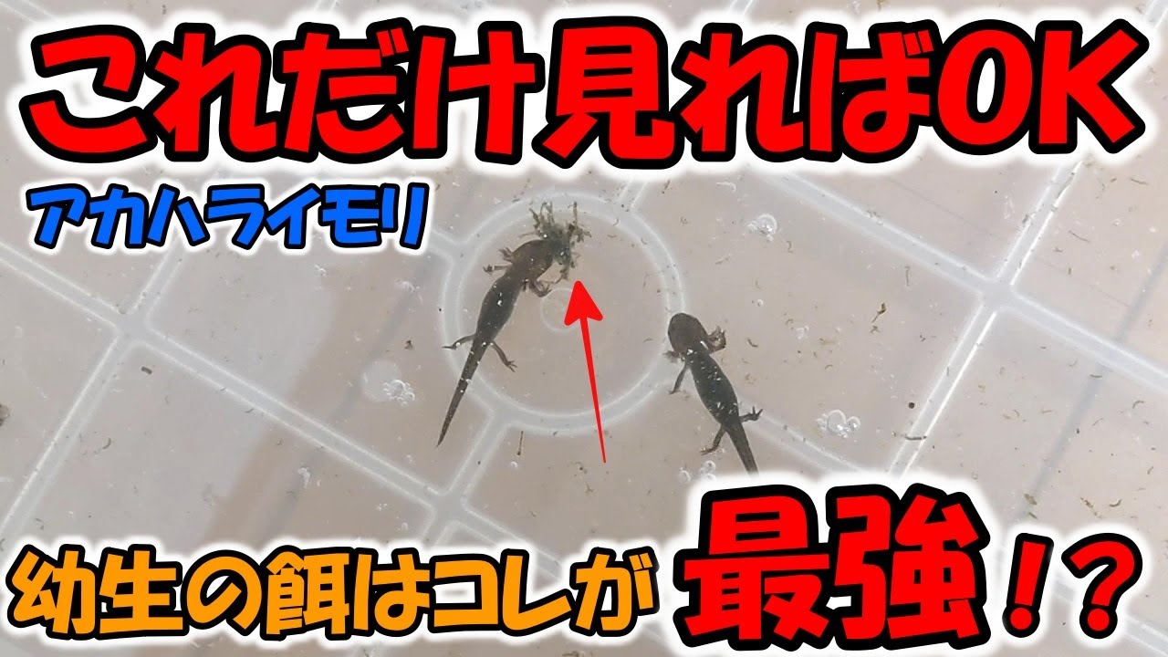 【初心者必見】アカハライモリ幼生の餌はコレ！マジ最強！？