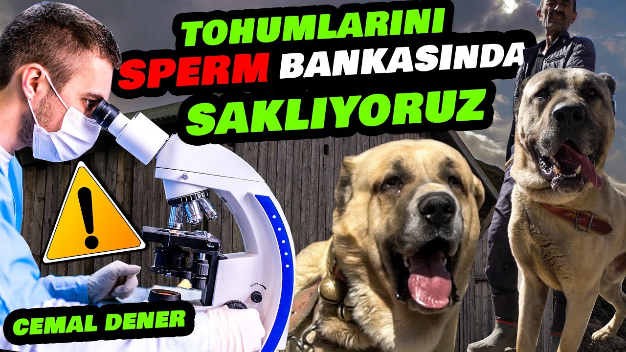 CEMAL DENER'İN DEVASA HAYVAN ÇİFTLİĞİ ve TÜRKİYE'NİN EN ESKİ ÇOBAN KÖPEĞİ SOYLARI!