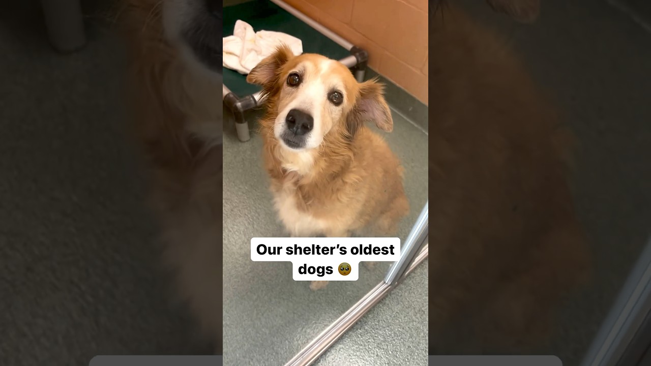 These dogs are growing old in a shelter 💔 Please consider adopting a senior dog today! #dog #rescue