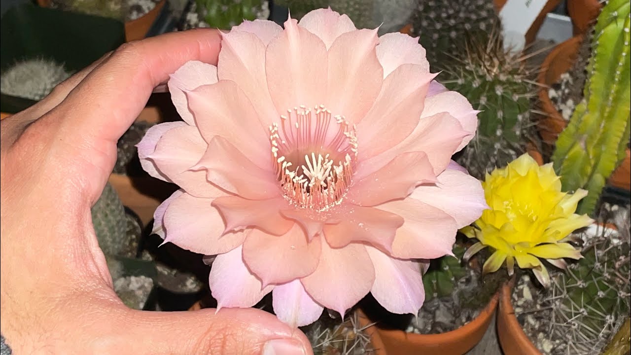 Easter Lily Cactus Hybrid: Echinopsis ‘Sleeping Beauty’ Bloom and Pollination