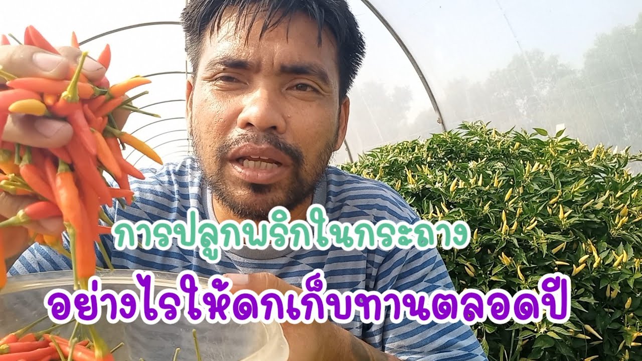 วิธีการเพาะพริกปลูกในกระถางปูน ให้ดกเก็บทานได้ตลอดปี เริ่มตั้งแต่เพาะเมล็ดถึงผลสุก/เต๋าสายกลาง