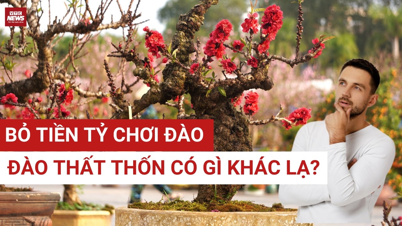 Vì sao đào Thất Thốn được gọi là hoa của giới vương giả, sẵn sàng chi cả tỷ sở hữu? | VTC News