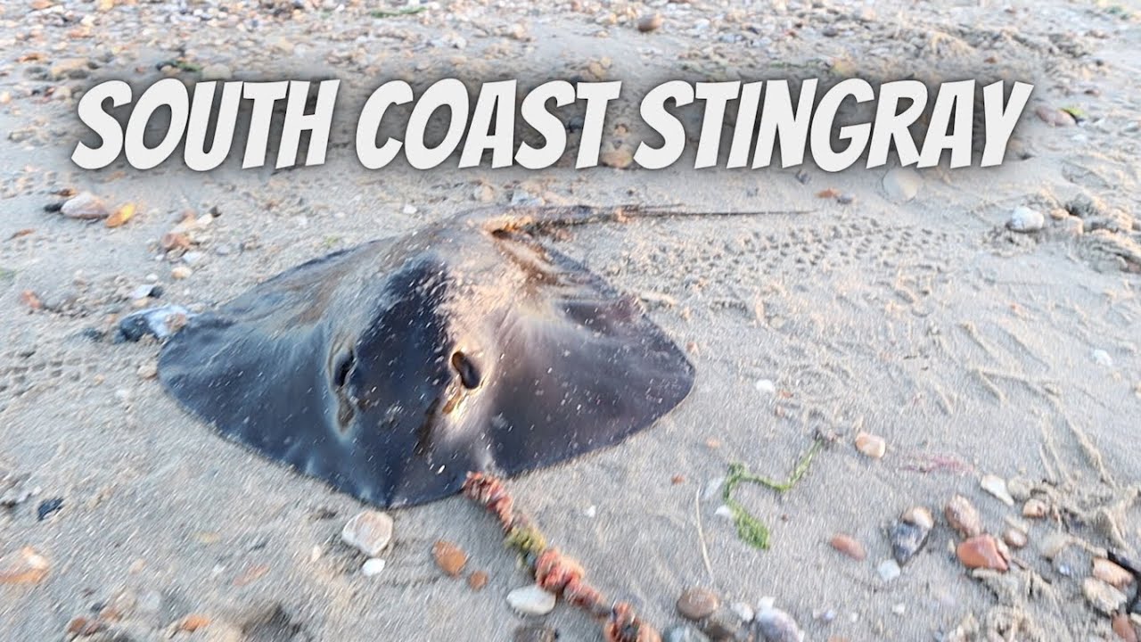 Beach Fishing - Warsash - Stingray