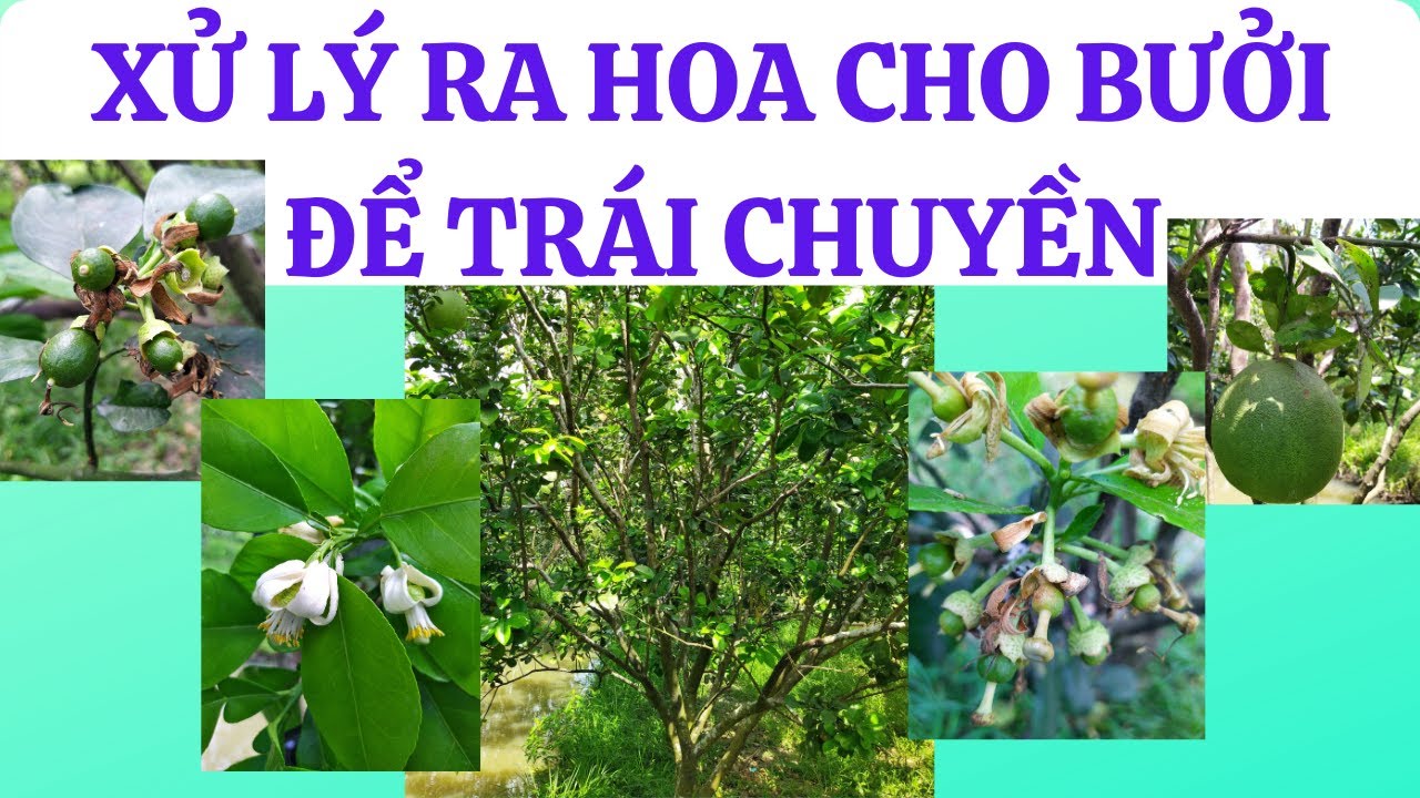 Xử lý ra hoa bưởi da xanh | Kỹ thuật làm trái cho cây để trái chuyền | Vườn 7 năm tuổi