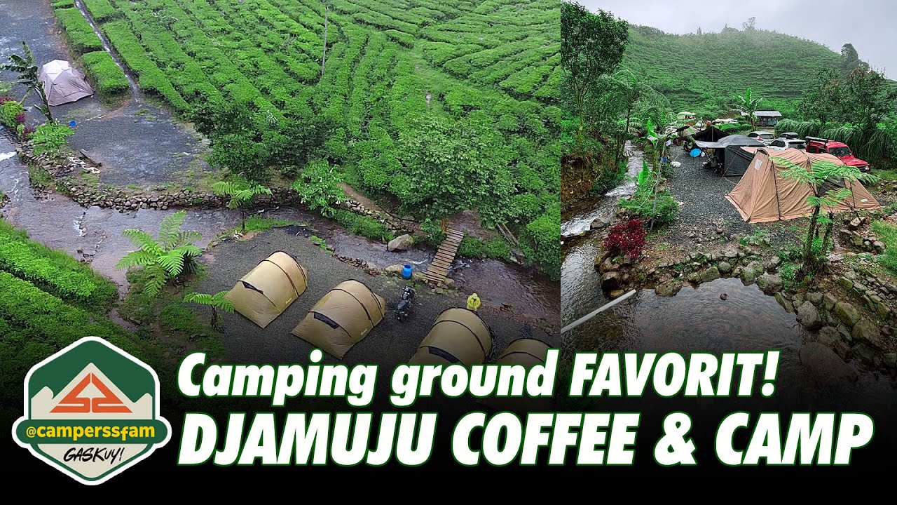 Camping di Tengah Kebun Teh & Pinggir Sungai - Djamuju Coffee Camp