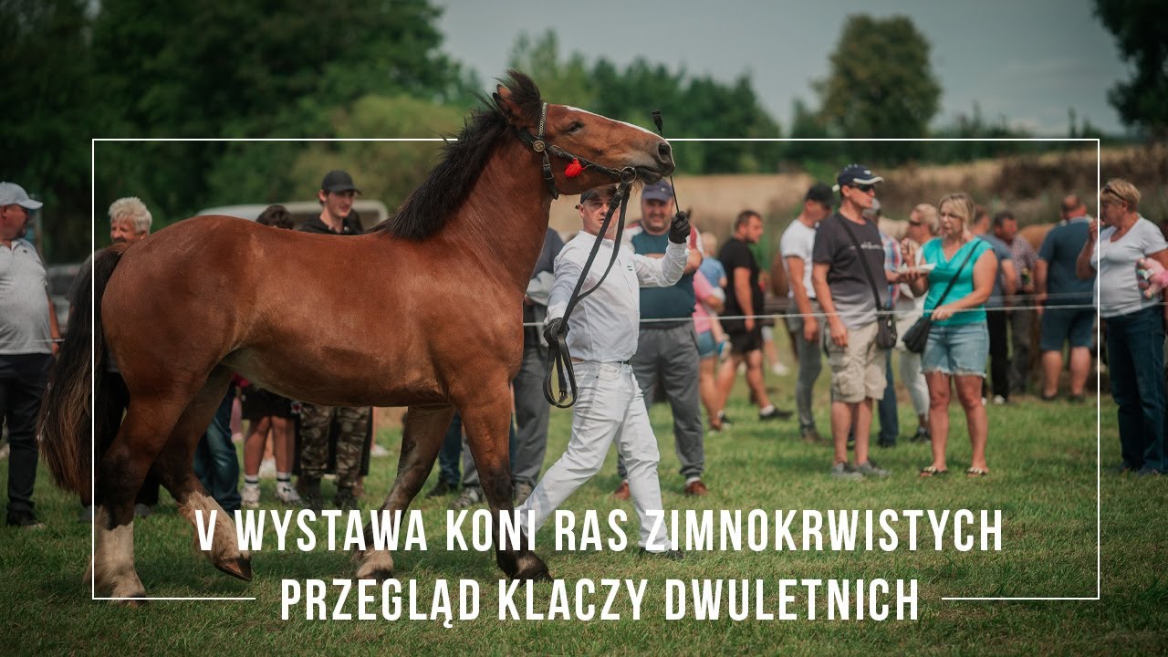 V Wystawa Koni Ras Zimnokrwistych - Przegląd Klaczy Dwuletnich