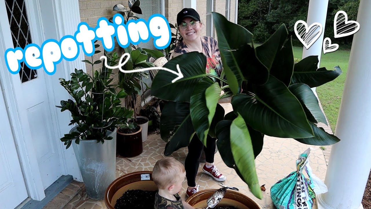 Repotting My Huge Philodendron & Monstera Albo Update
