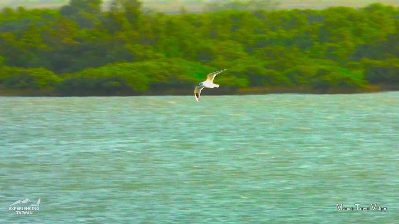 Black faced Spoonbill Bird watching Pavilion | Tainan | Taiwan