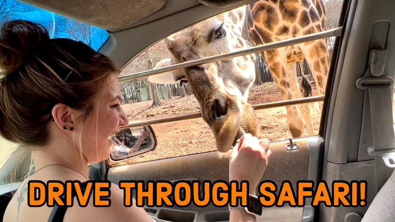 Visiting a Drive Through Animal Safari! We Fed Giraffes, Zebras, and More FROM THE CAR