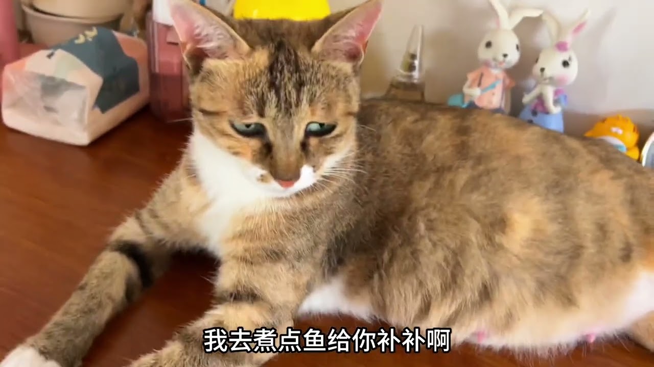 一听到不能做妈妈大咪就跟个人似得 委屈生气起来 只能煮只鱼来解解气#大咪 #狸花猫