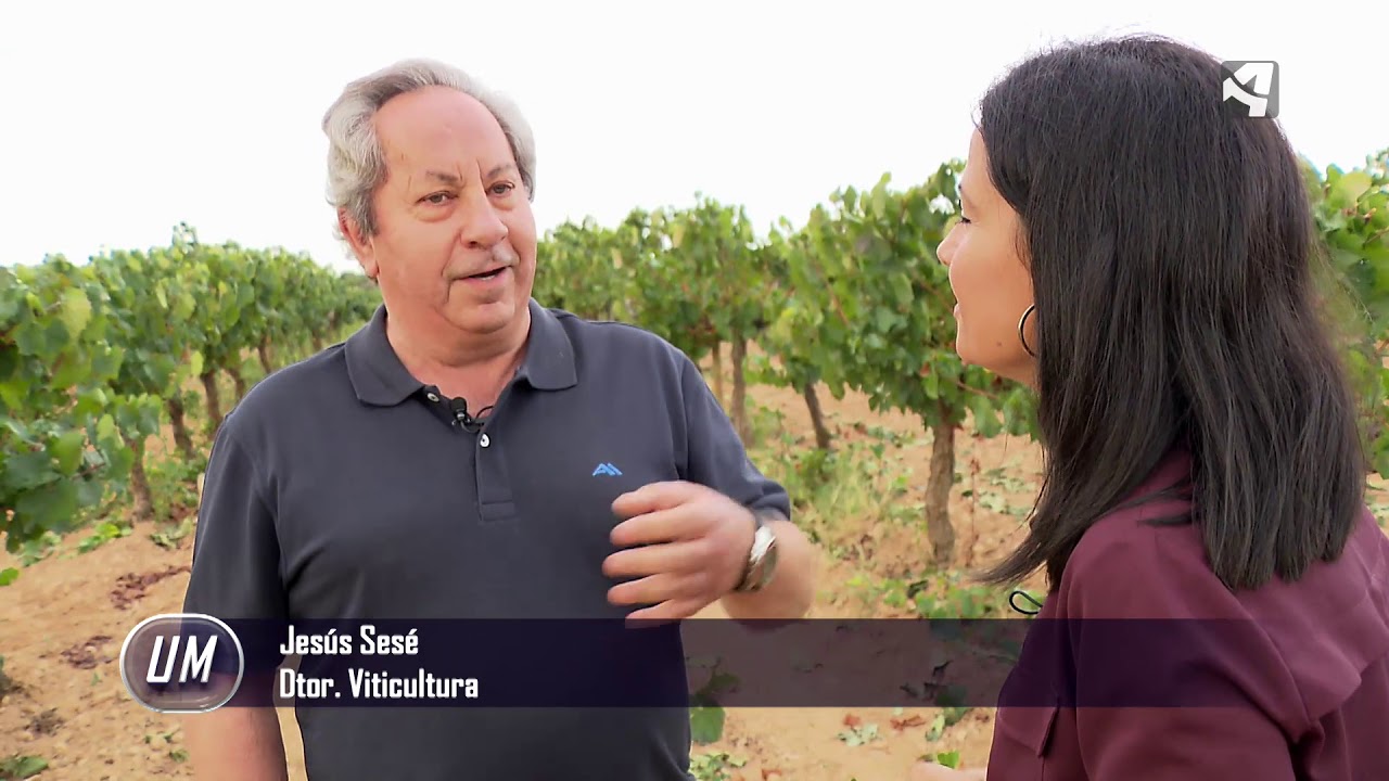 MÁS QUE VINO 6 MONCAYO / ENATE