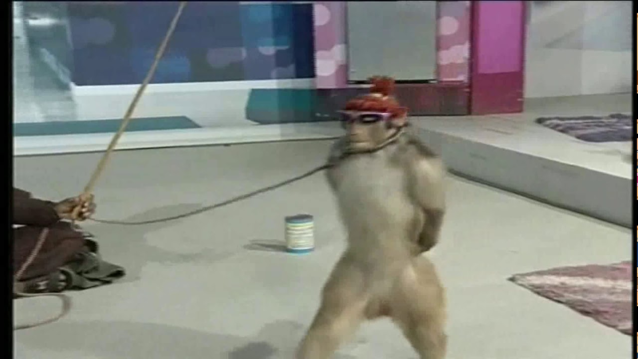 MONITO BAILA HUAYNITO PERUANO