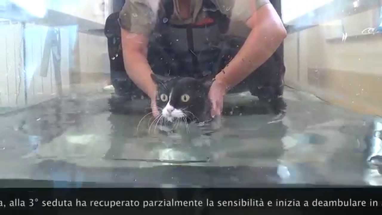 Trauma spinale  - fisioterapia gatto