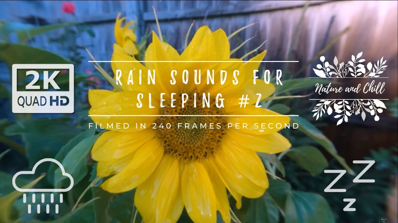 Rain Sounds For Sleeping (Part 2) 3 Hours Slow Rain on Sunflower (ASMR Sleep, Night Routine, Relax)