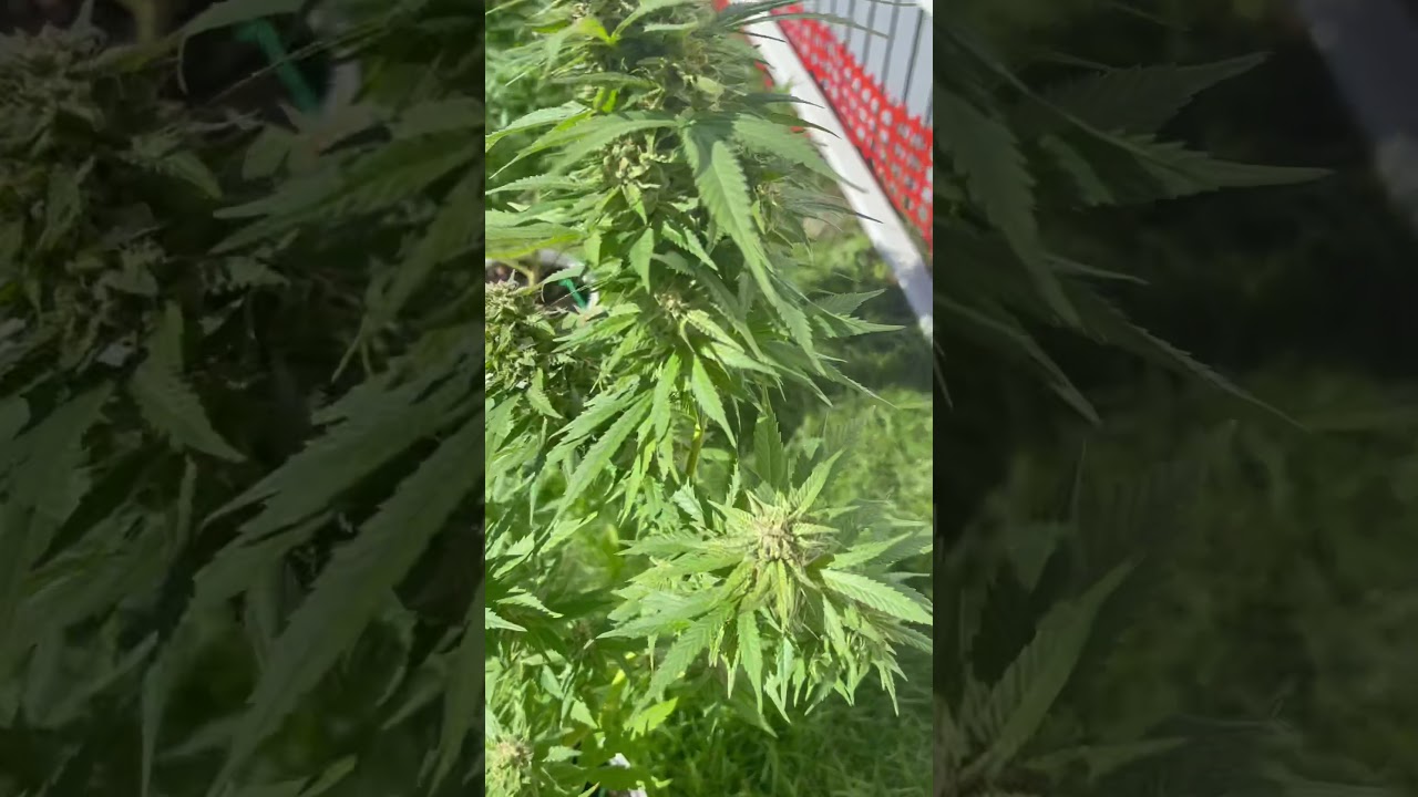 Green crack and mystery strain outdoor grow one from seed 2 from clone