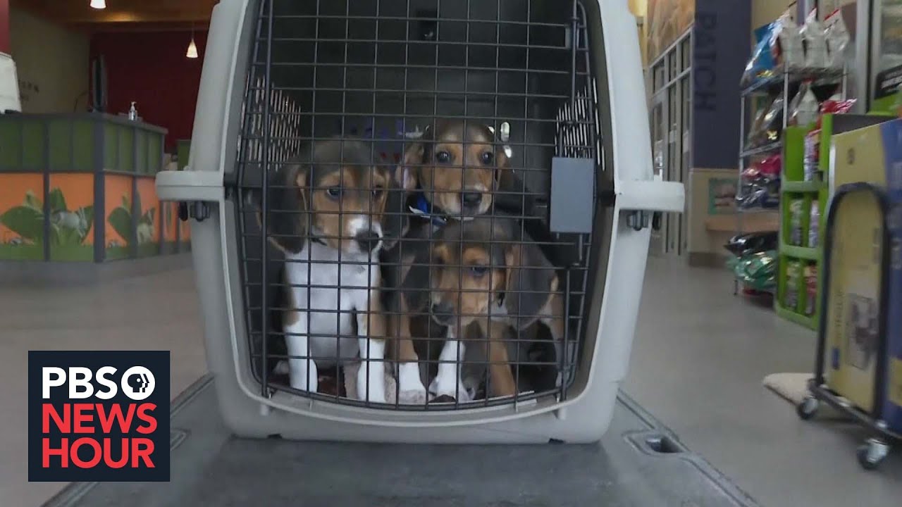 Thousands of beagles rescued from research and breeding facility in Virginia