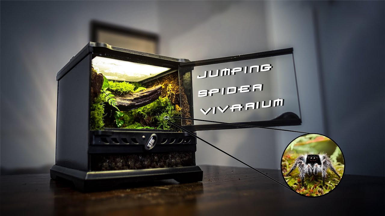 Créez un Terrarium TROPICAL pour votre Araignée Sauteuse - [Tuto Phidippus regius]