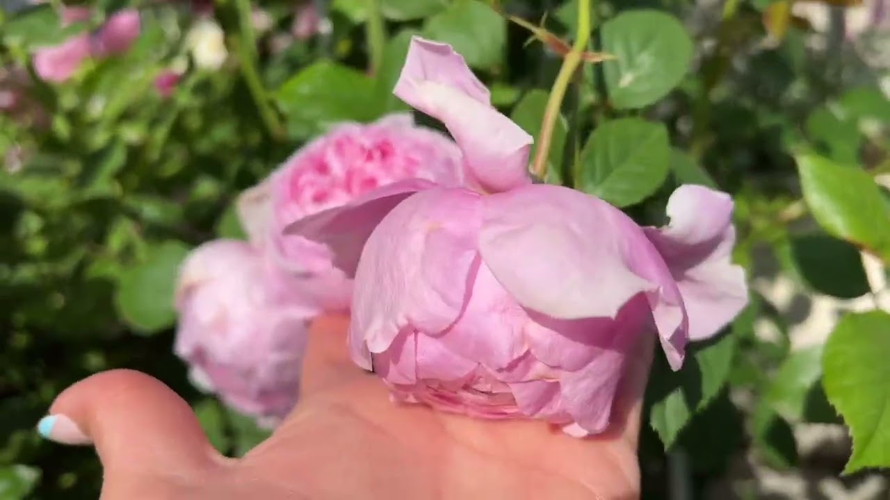 Rose Garden Tour: what is blooming now! Bolero, Spirit of Freedom, Evelyn & other David Austin.
