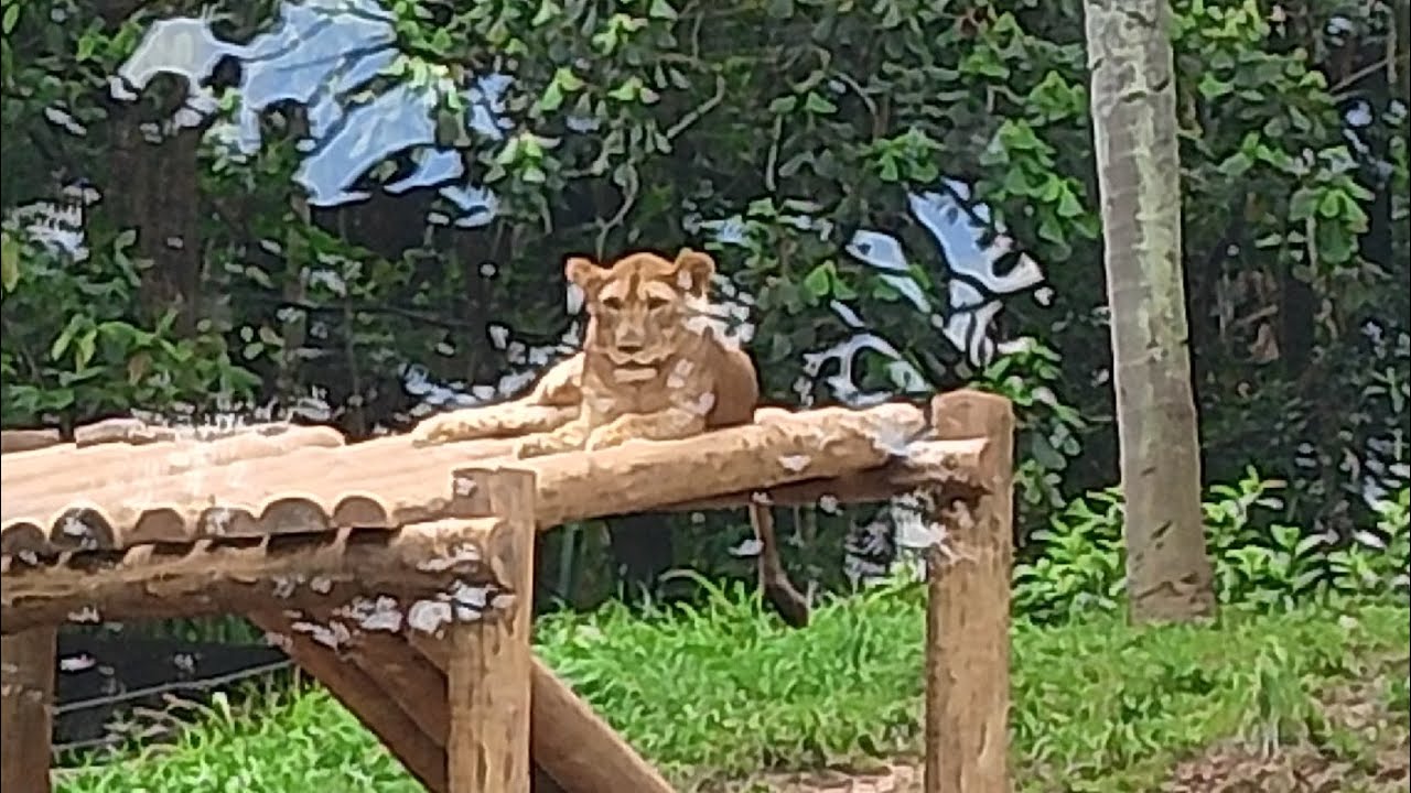 Safari, animais exótico e selvagens invadem a cidade