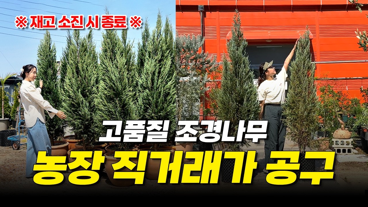 [7차공구 OPEN🔥] 조경수 40% 대할인!! 에메랄드그린&블루엔젤 재입고│정원수, 정원꾸미기, 조경수