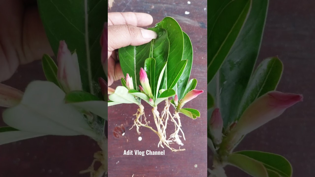 Cara Mudah Menumbuhkan Akar Dan Tunas Pada Daun Adenium  1001%Berhasil#ShortVidio