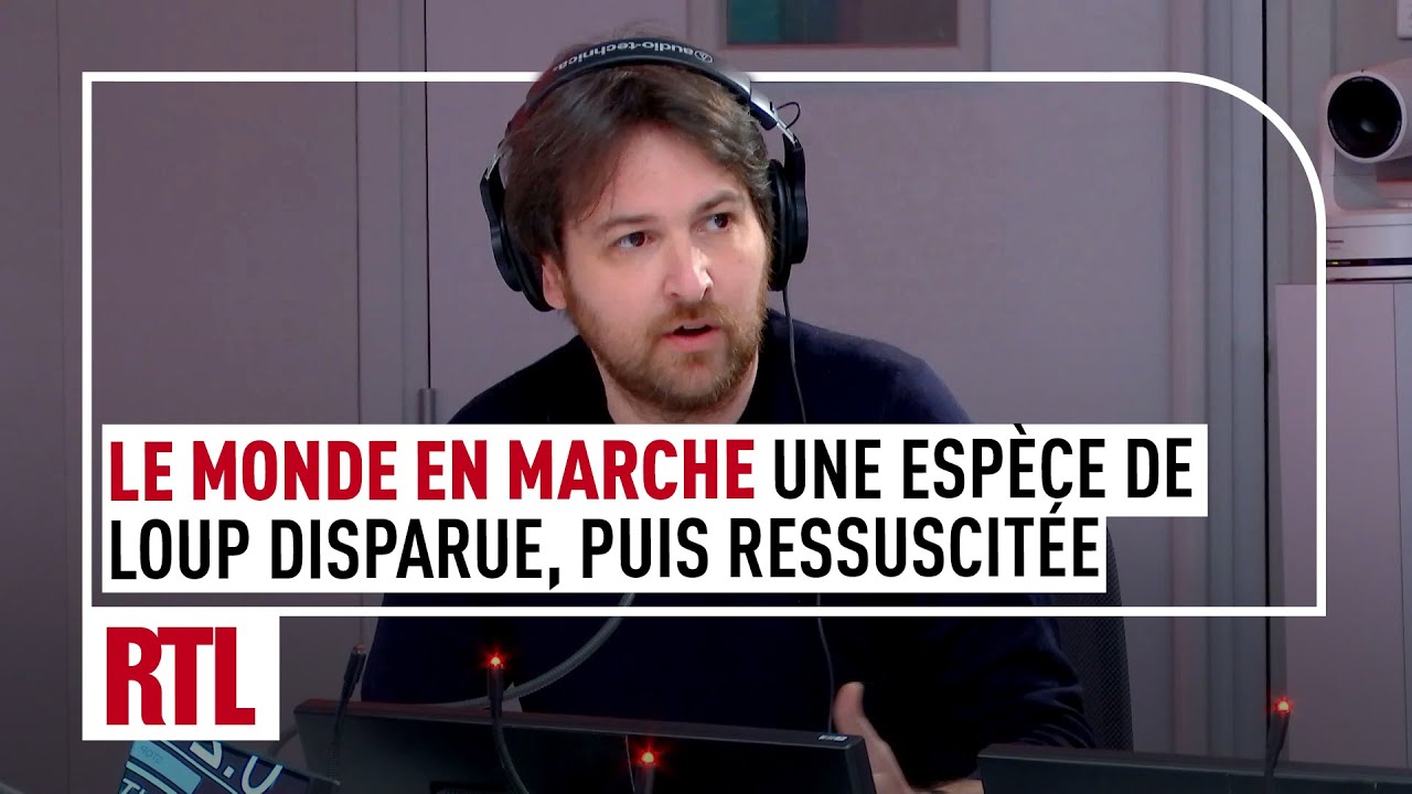 Le Monde en Marche : une esp&egrave;ce de loup disparue, puis ressuscit&eacute;e