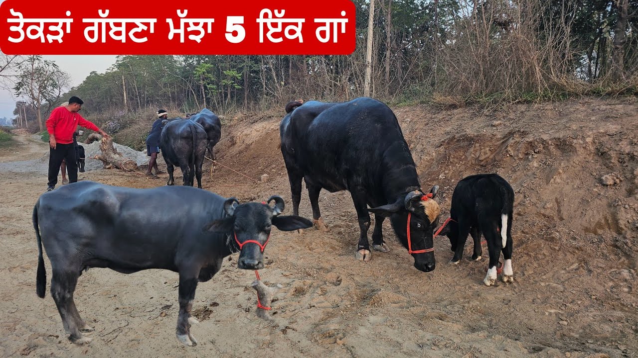 ਤੋਕੜ ਗੱਬਣ ਝੋਟੀ ਸਮੇਤ 5 ਮੱਝਾ ਇੱਕ ਗਾਂ ਬਠਿੰਡੇ ਕੋਲ  ਇੱਕ ਡੇਅਰੀ ਫਾਰਮ ਵਿੱਚ ਟੋਪ ਦੇ ਨਗੀਨੇ ਇੱਕ ਹਰਿਆਣੇ ਦੀ ਝੋਟੀ ।